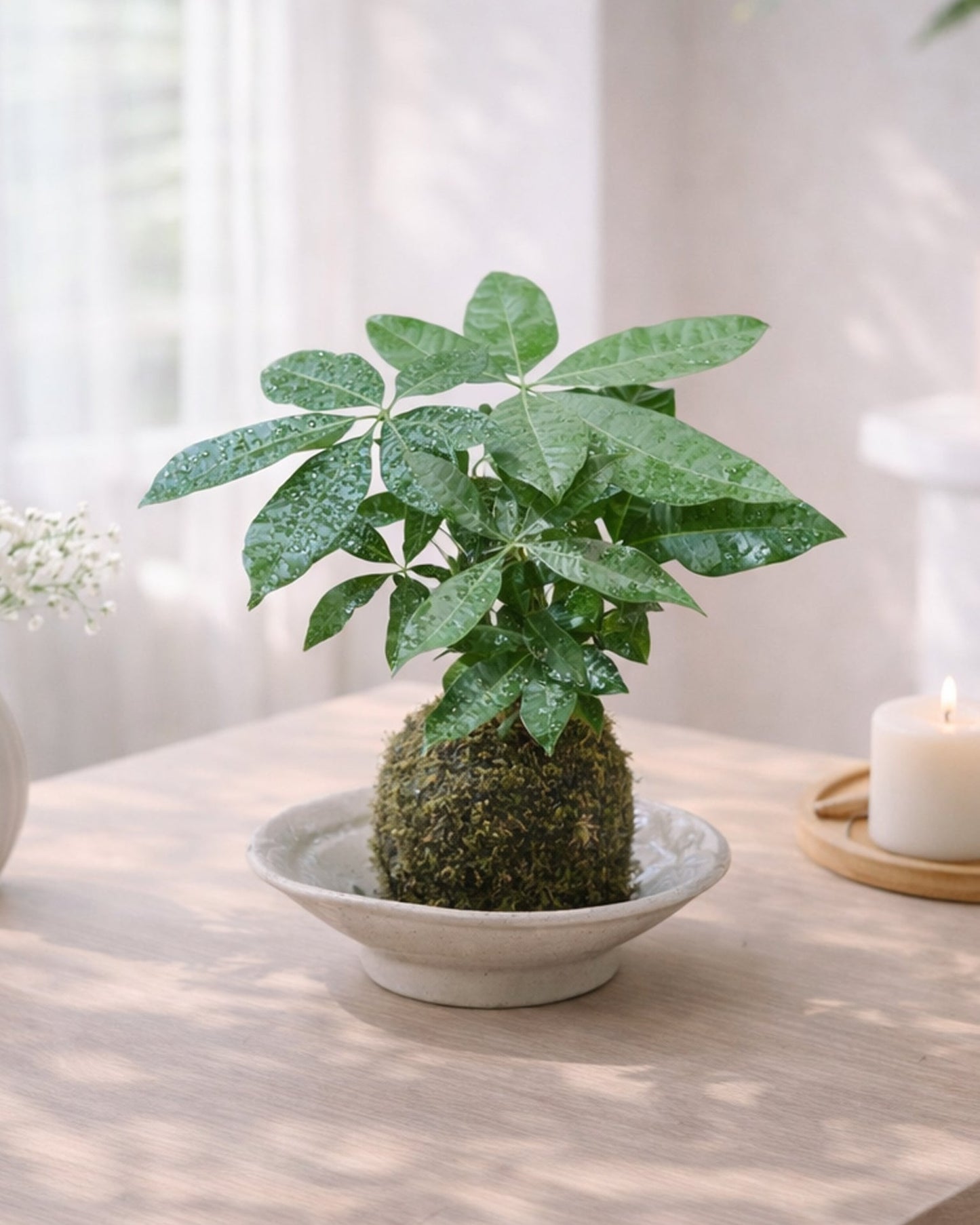 Money Tree Kokedama｜發財樹苔蘚球