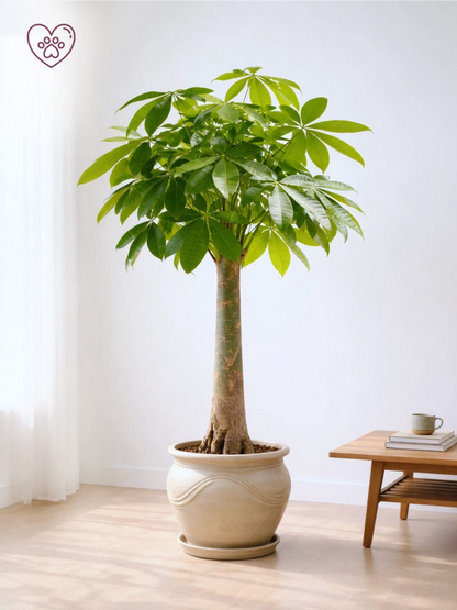 Money Tree | 發財樹