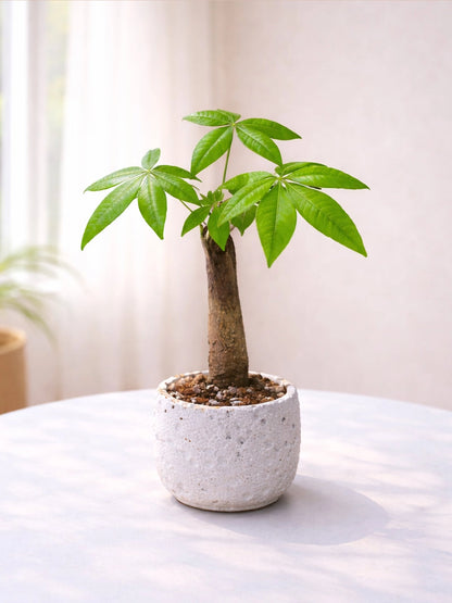 Money Tree｜發財樹