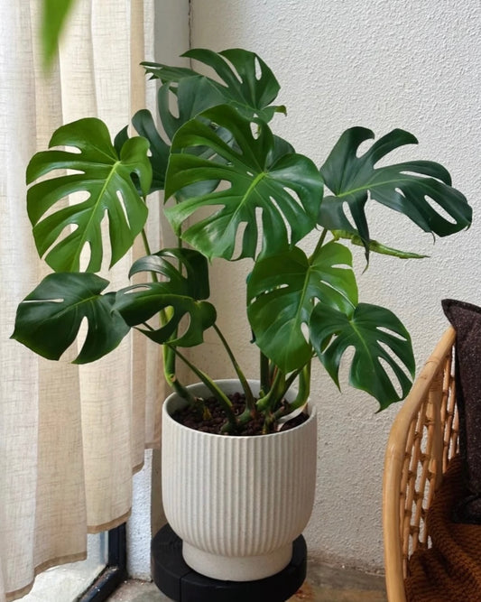 Monstera Deliciosa | 龜背芋