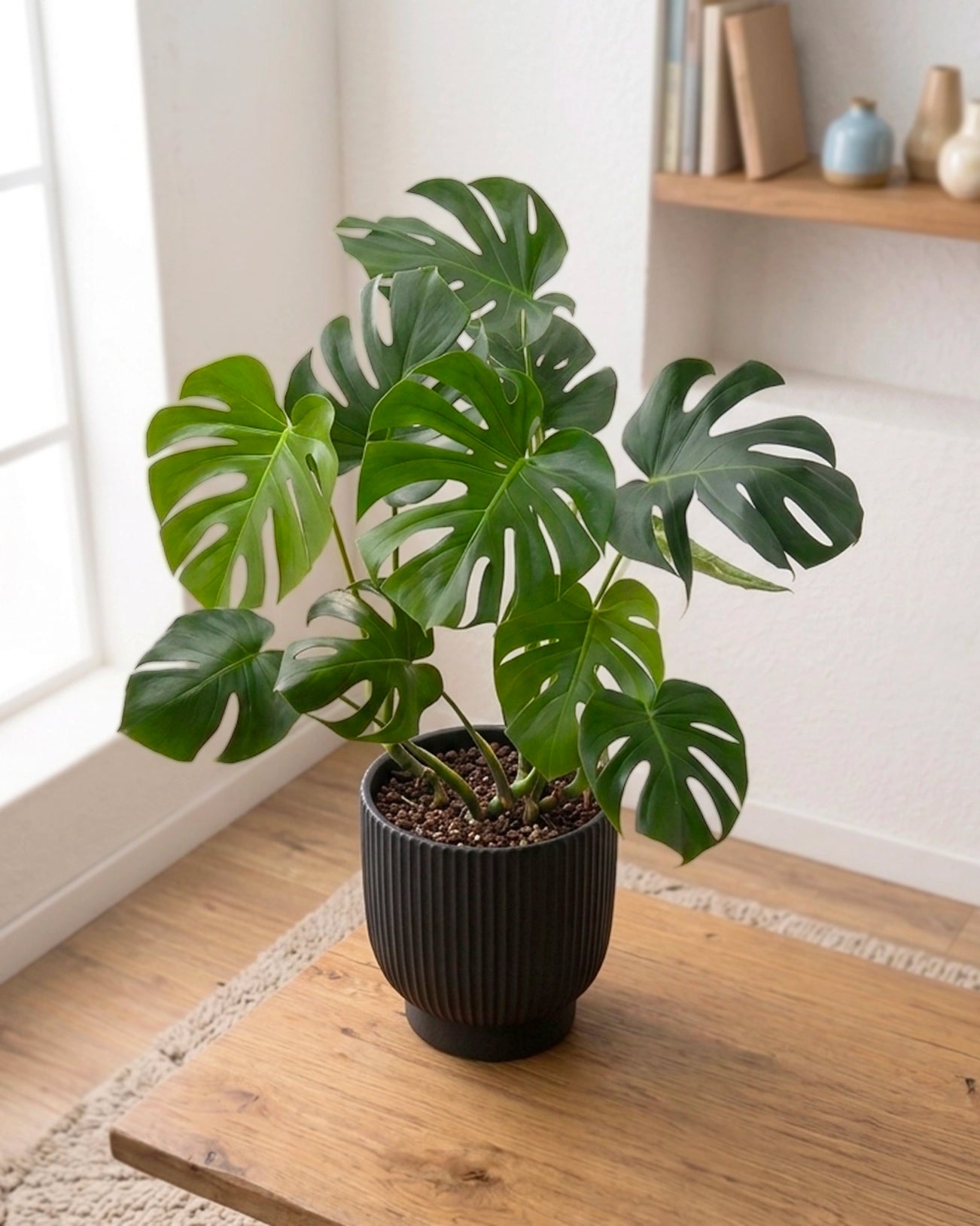 Monstera Deliciosa | 龜背芋