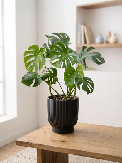 Monstera Deliciosa | 龜背芋