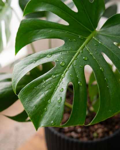 Monstera Deliciosa | 龜背芋
