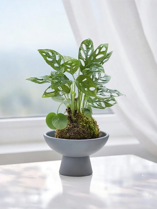 Monstera (Swiss Cheese Plant) Kokedama | 洞洞芋仙苔蘚球
