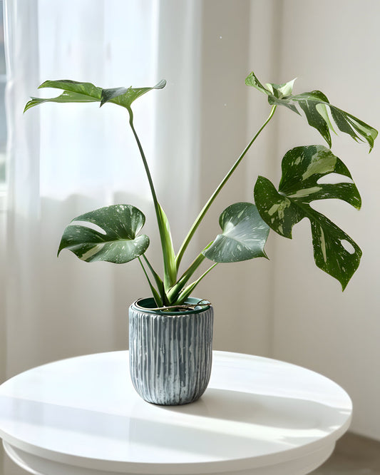 Monstera plant｜龜背竹