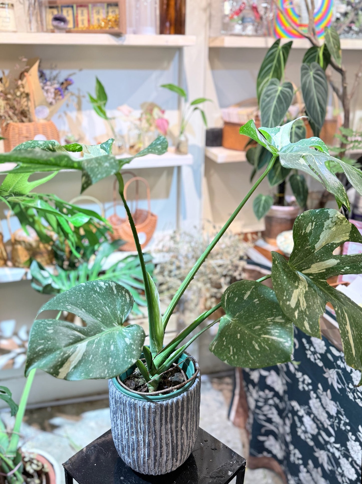 Monstera plant｜龜背竹