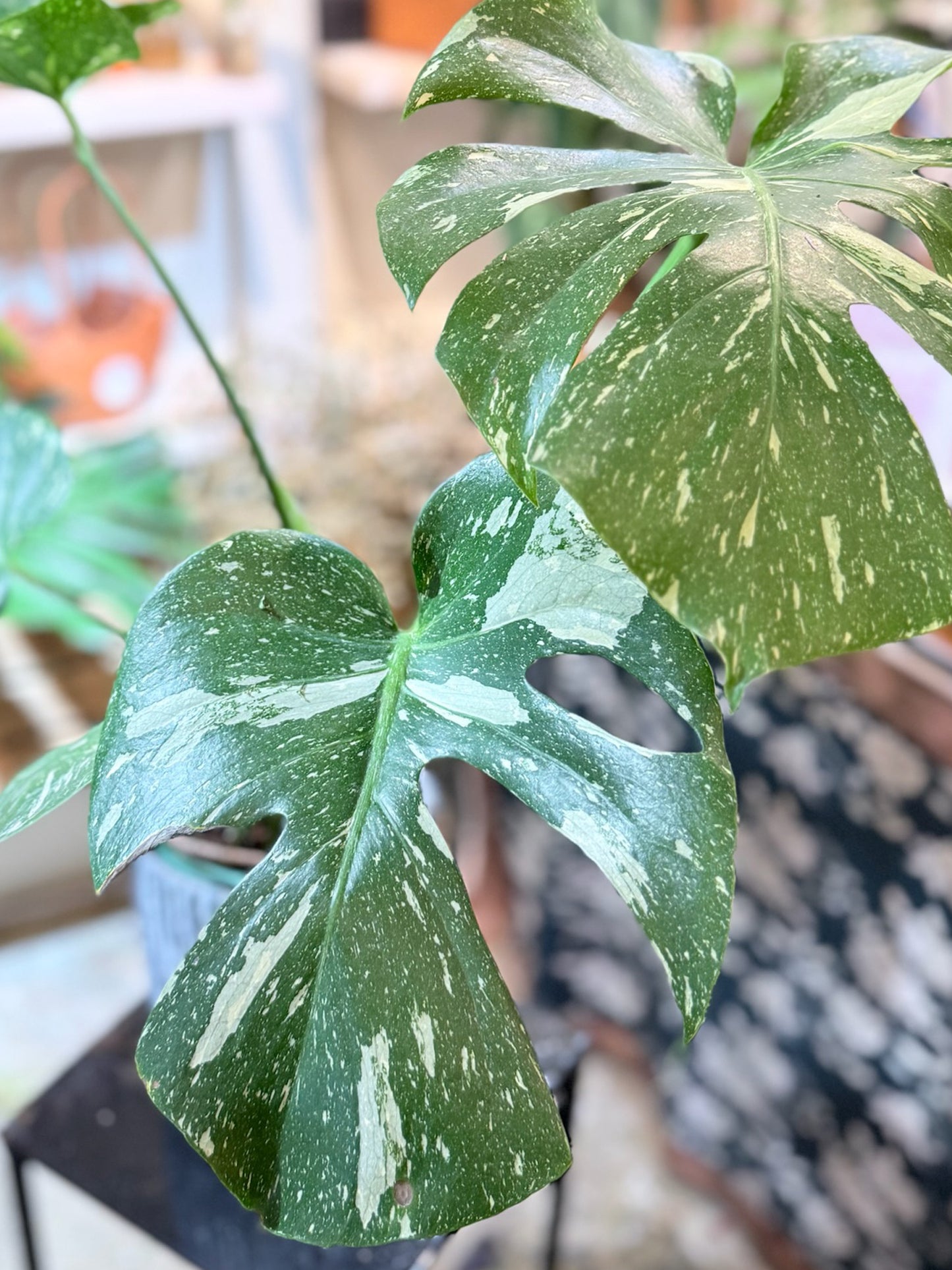 Monstera plant｜龜背竹