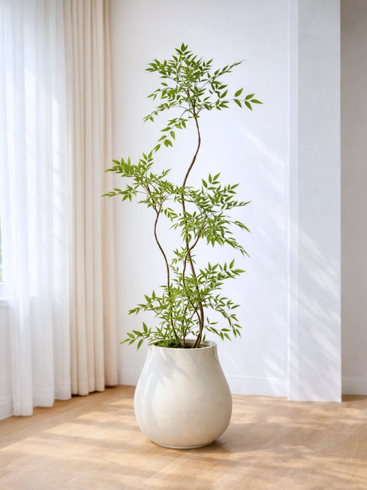 Nandina Domestica | 南天竹