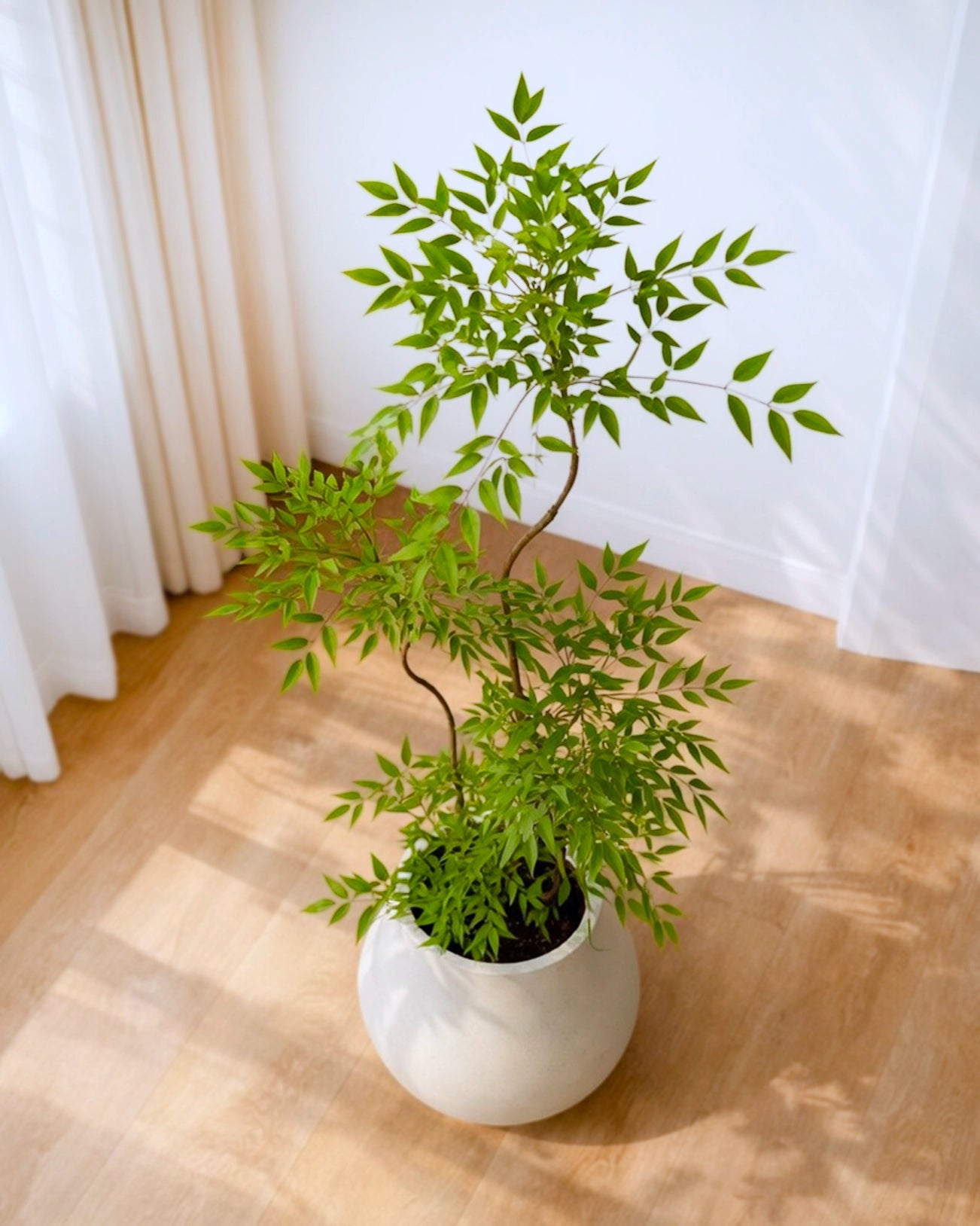 Nandina Domestica | 南天竹