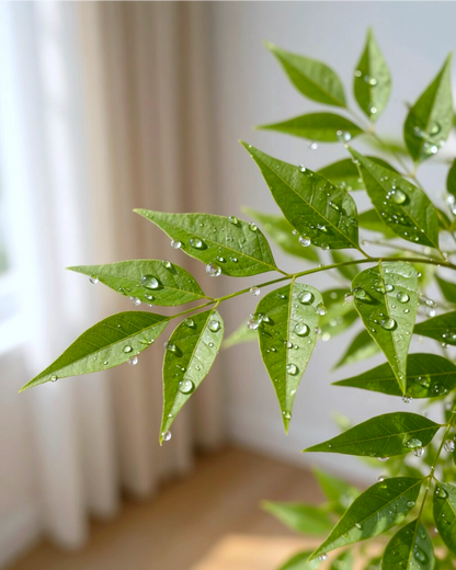 Nandina Domestica | 南天竹