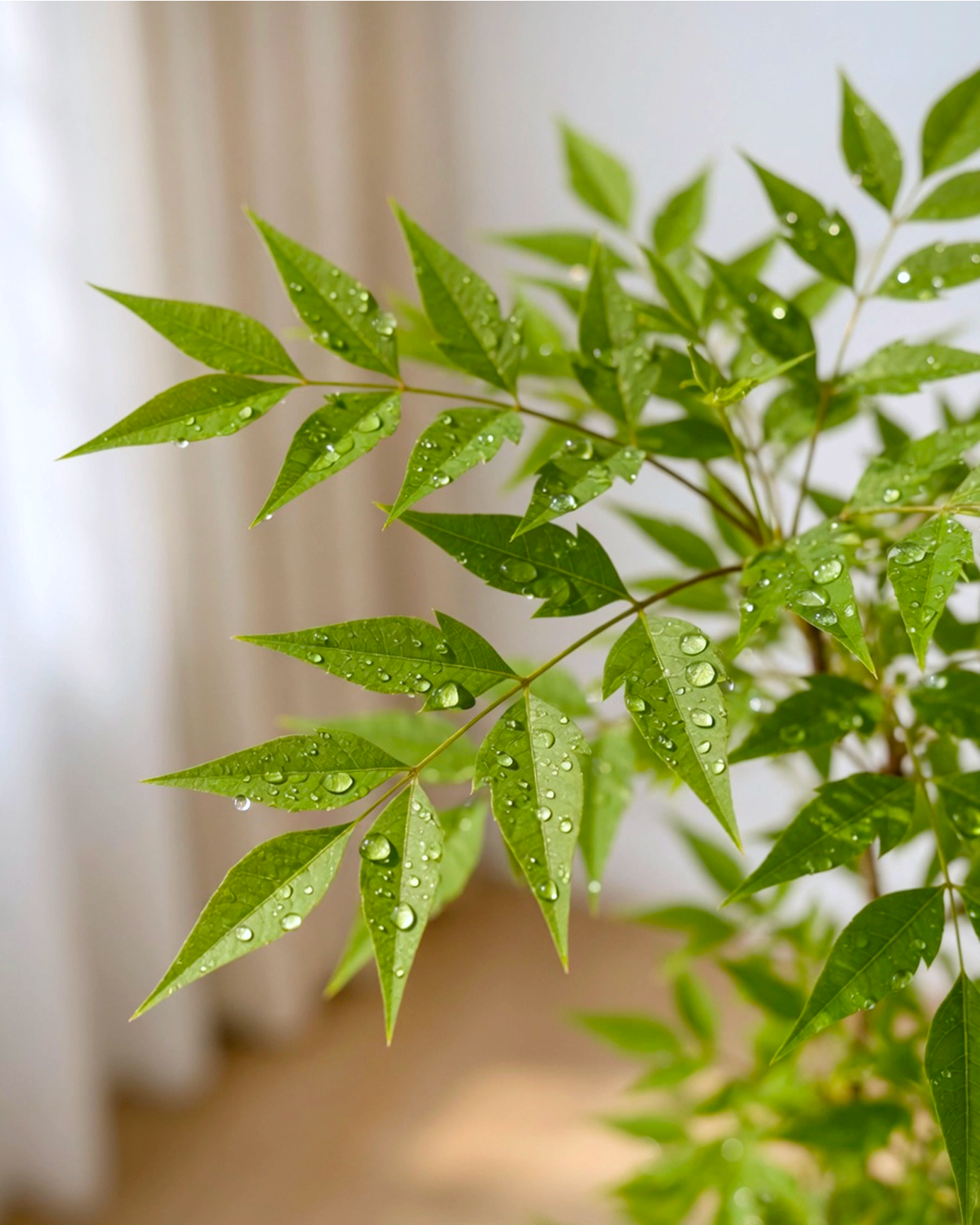 Nandina Domestica | 南天竹