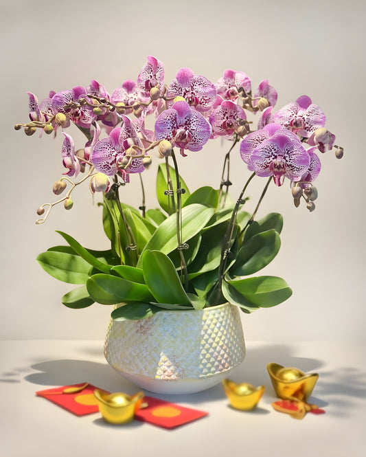 Modern Abundance｜雅序豐盈