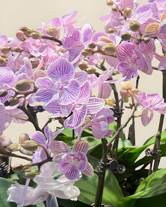 Orchid Elegance｜蘭瑞雅聚