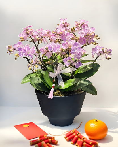 Orchid Elegance｜蘭瑞雅聚