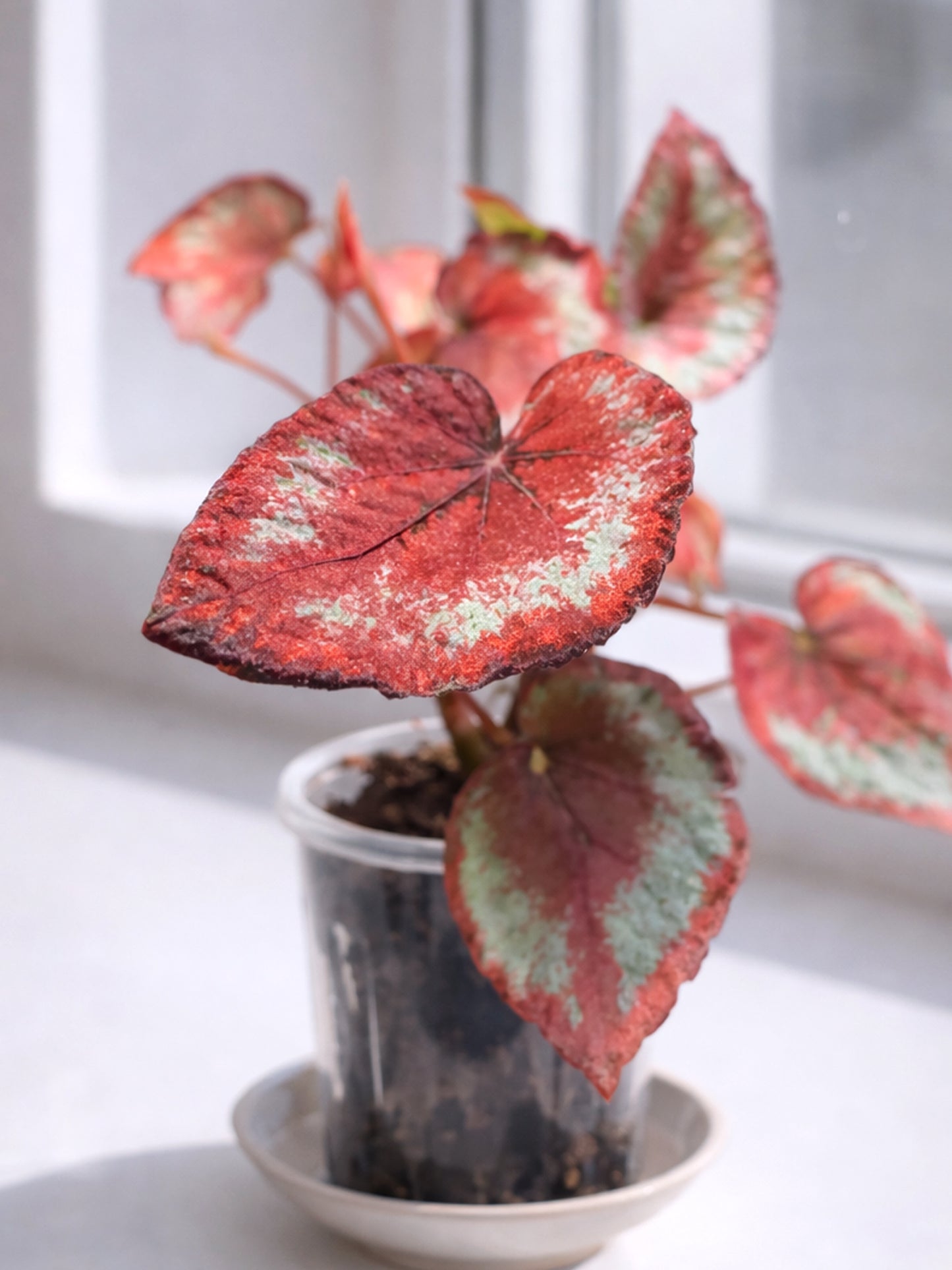 Red Foliage Type｜紅葉觀賞秋海棠