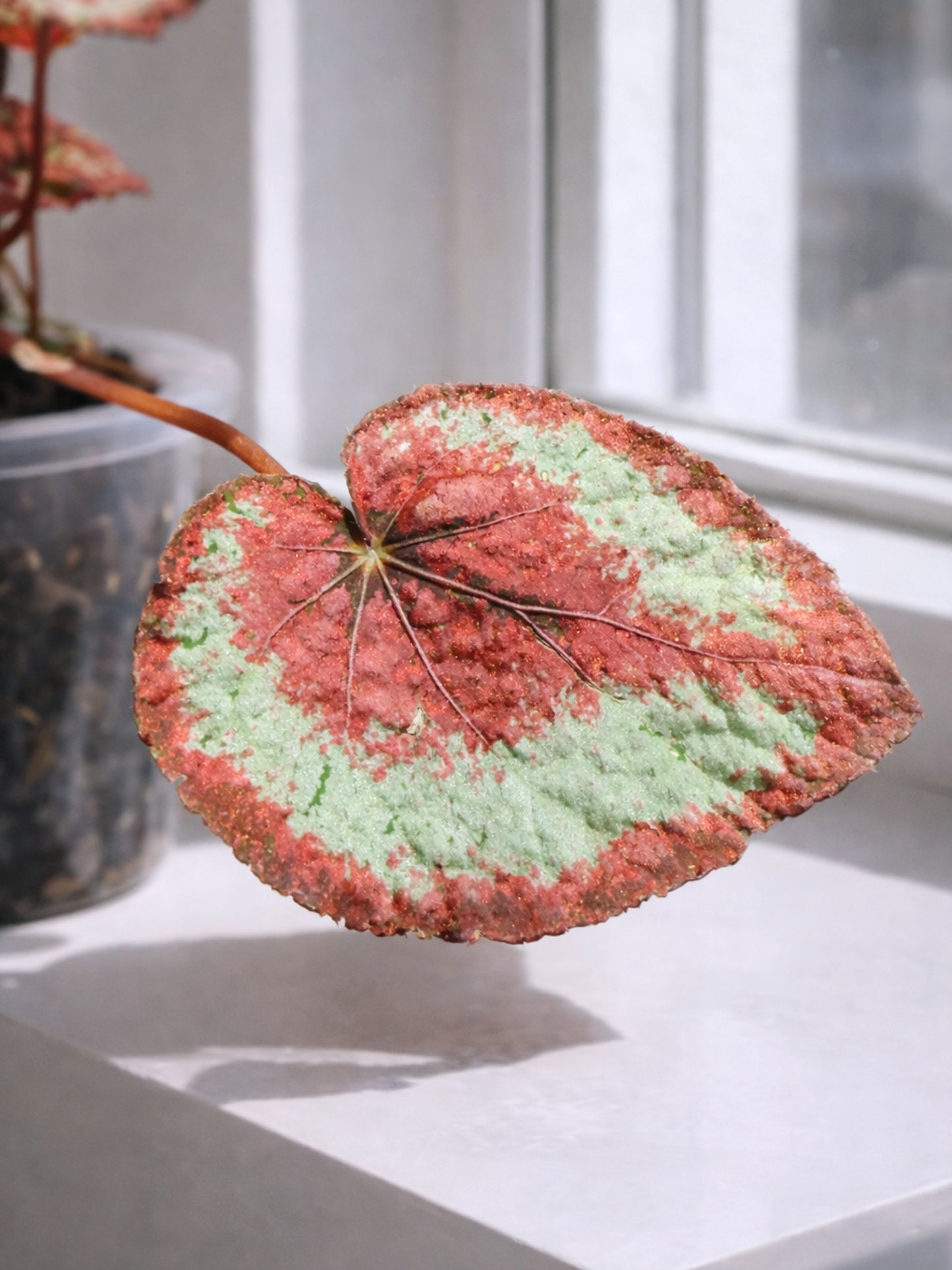 Red Foliage Type｜紅葉觀賞秋海棠