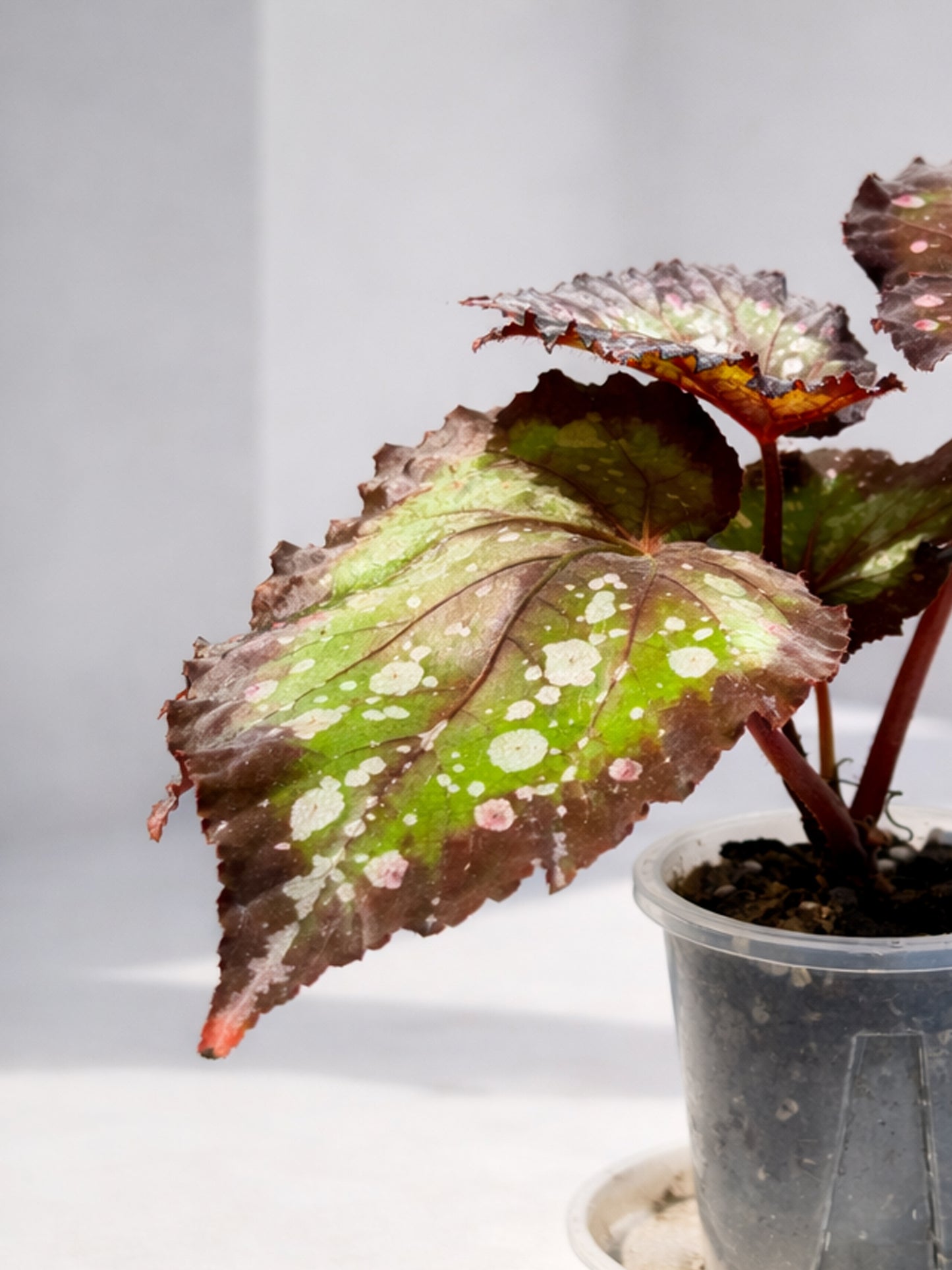 Polka Dot Begonia｜波點秋海棠