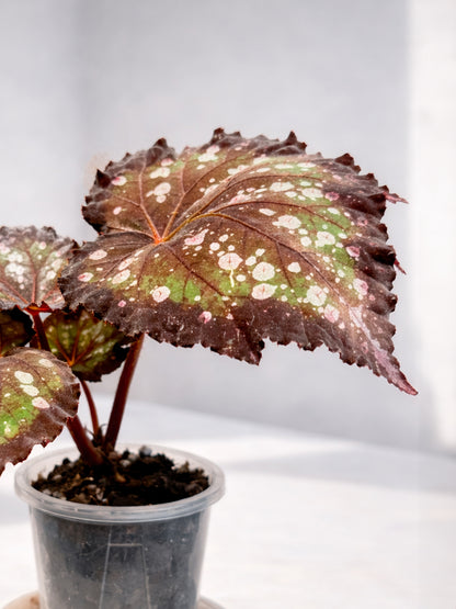 Polka Dot Begonia｜波點秋海棠