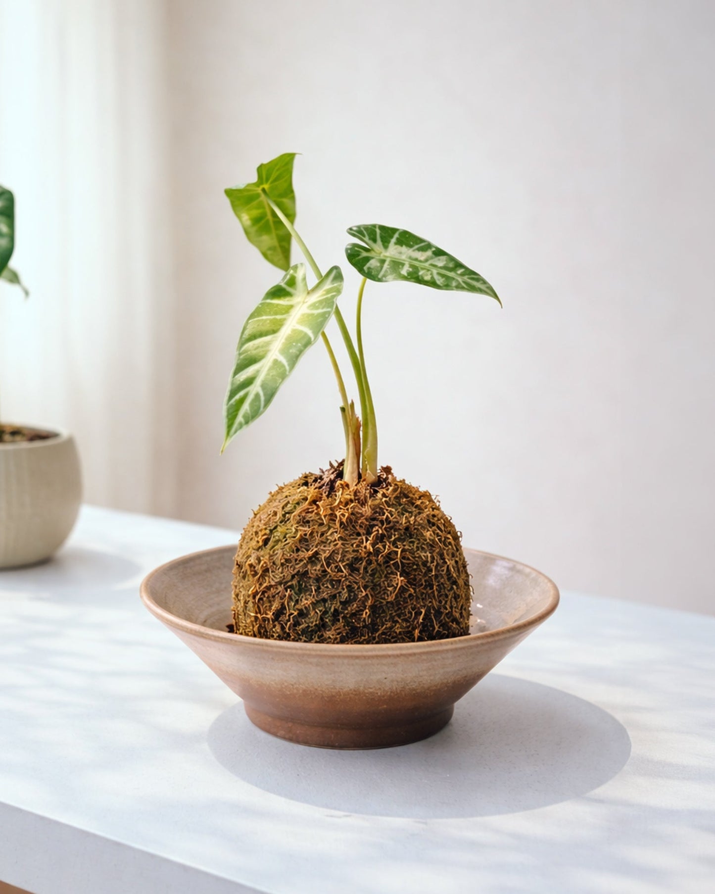 Variegated Alocasia Kokedama｜海芋苔蘚球