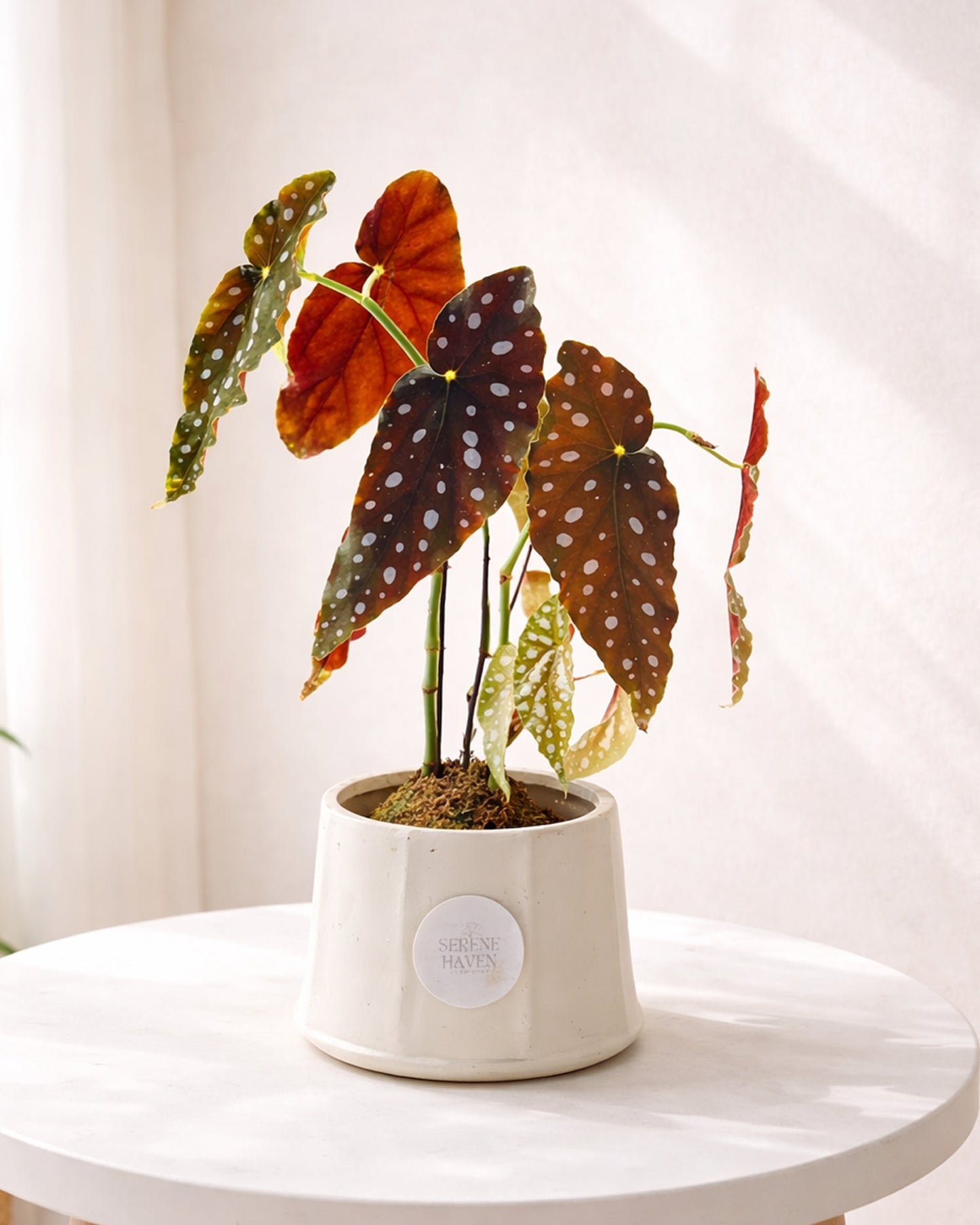 Polka Dot Kokedama｜粉旗魚秋海棠苔蘚球