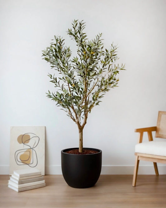 Olive Tree | 橄欖樹