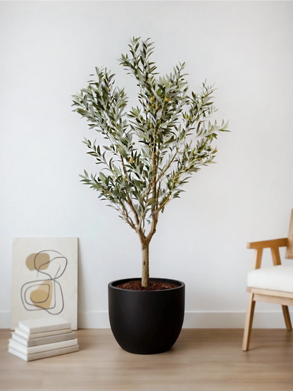 Olive Tree | 橄欖樹