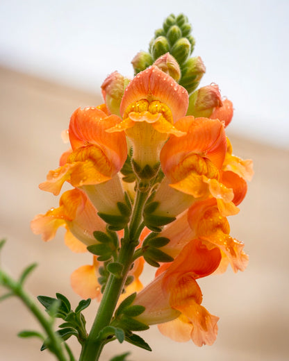 Snapdragon | 金魚草
