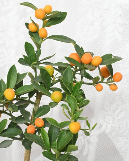 Kamquat Tree｜金豆樹