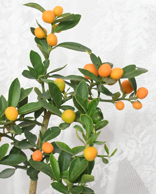 Golden Promise｜金願成真