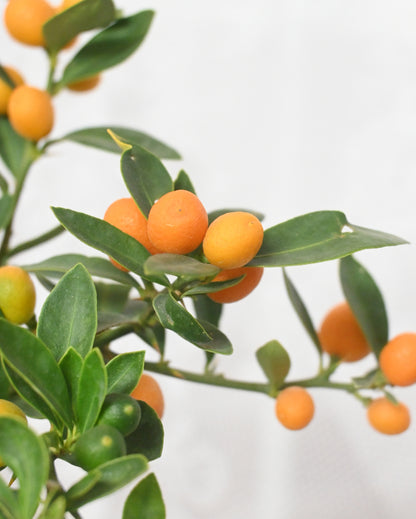 Kamquat Tree｜金豆樹