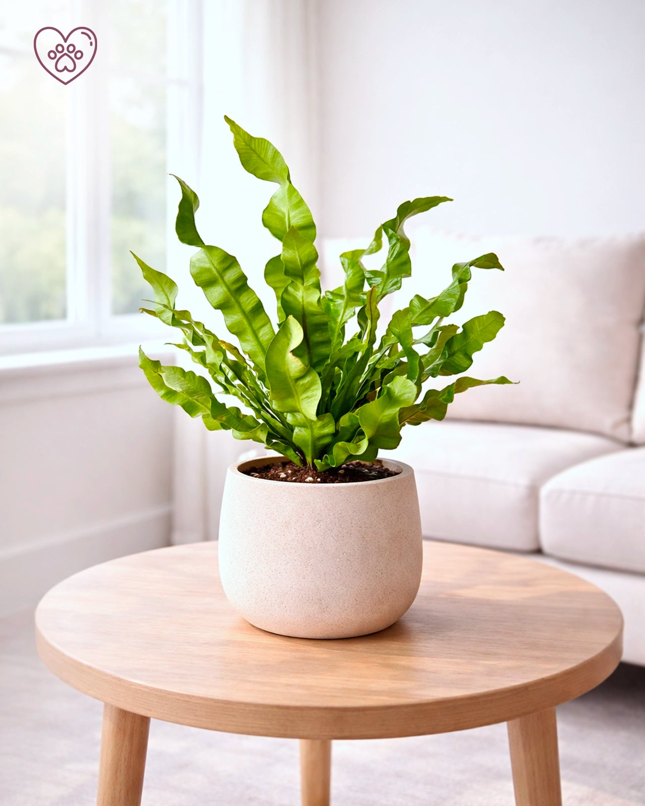 Bird’s Nest Fern | 鳥巢蕨