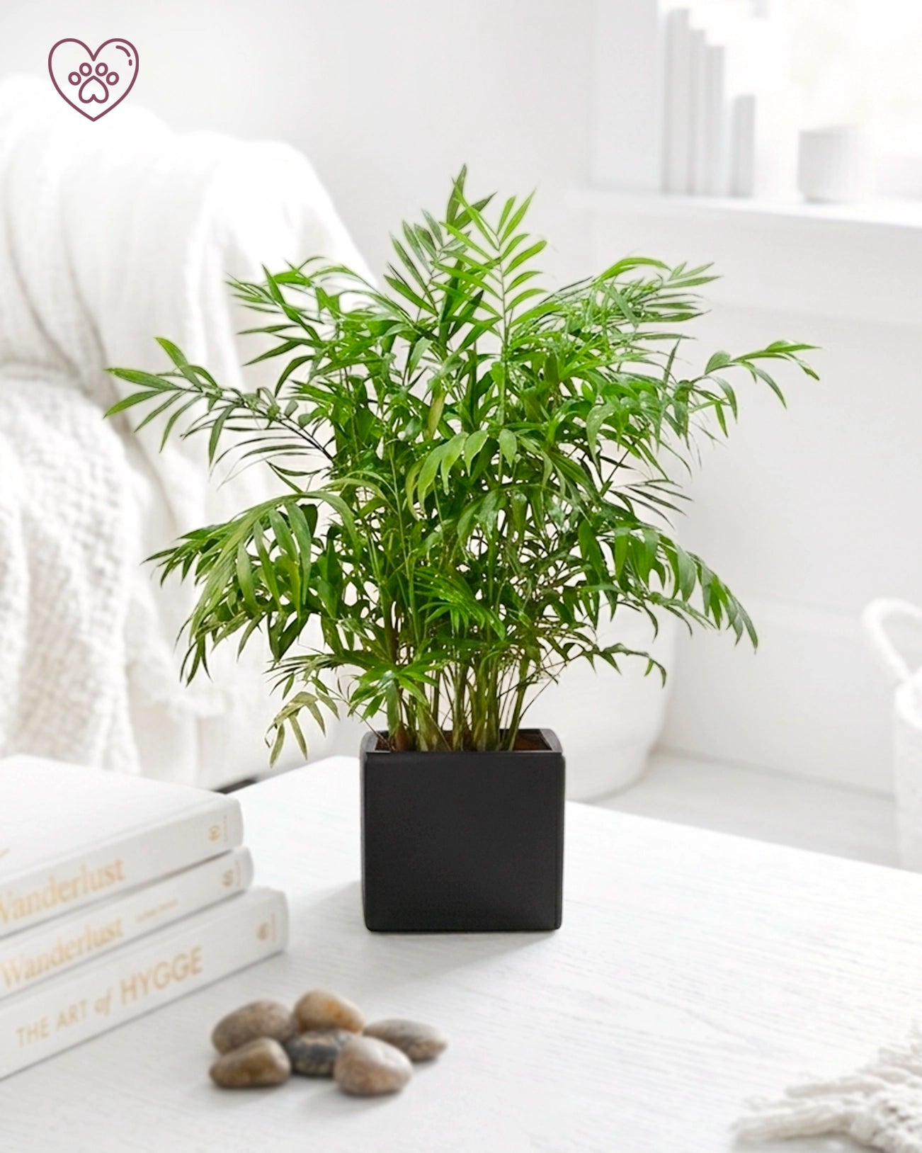 Parlor Palm | 袖珍椰子