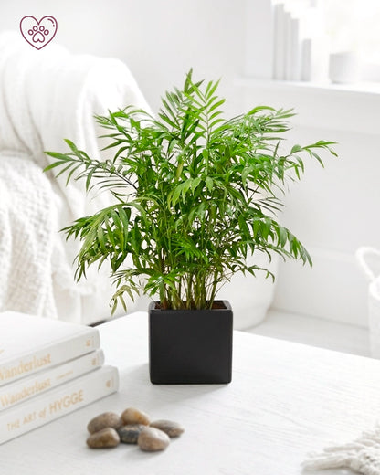 Parlor Palm | 袖珍椰子
