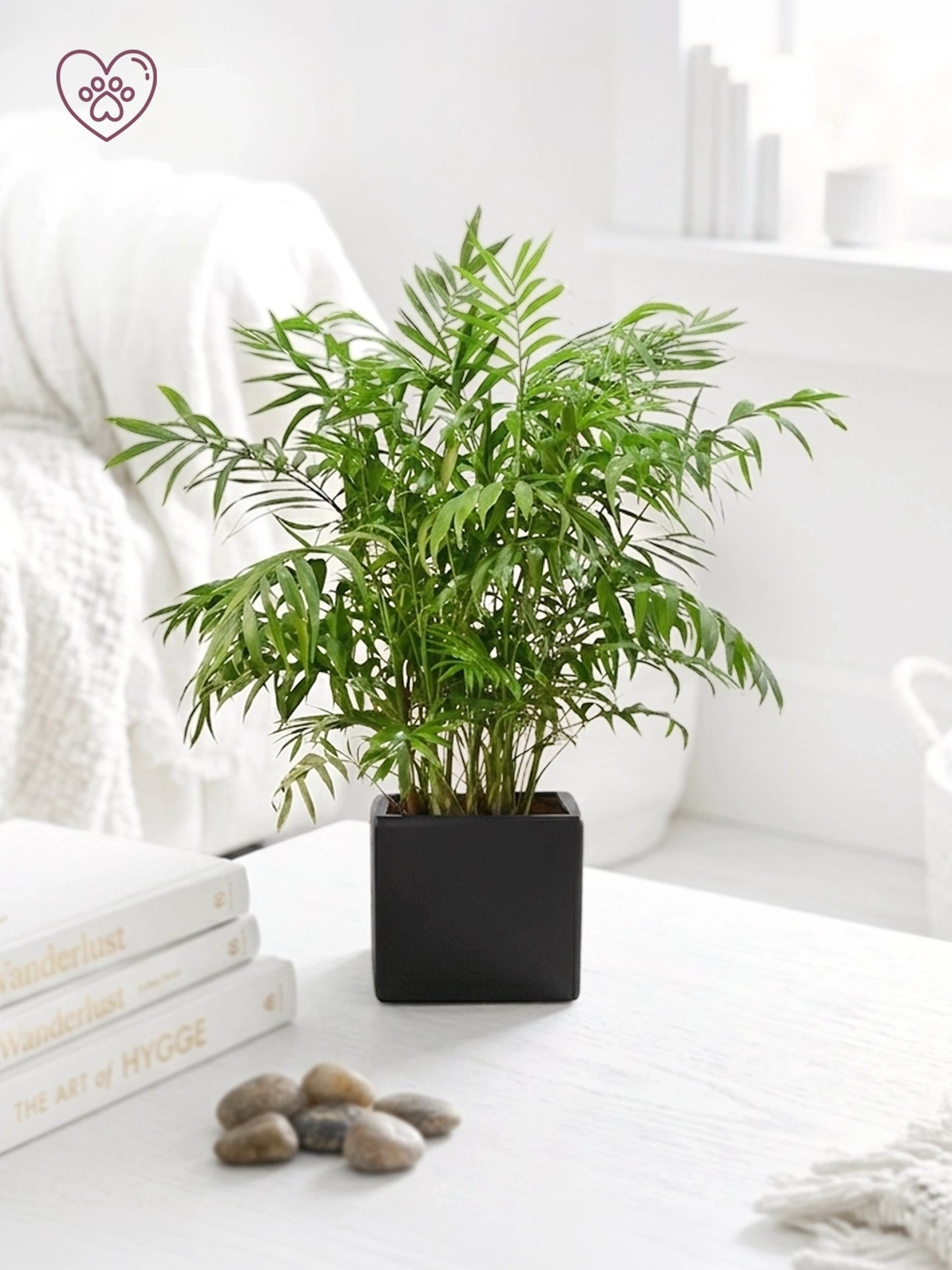 Parlor Palm | 袖珍椰子