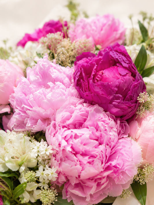 Peony Whisper