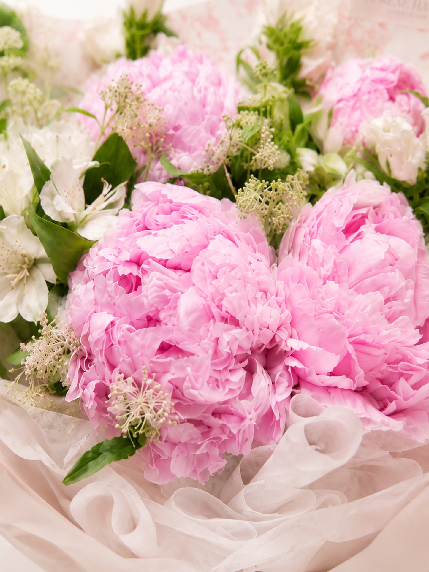 Peony Daydream
