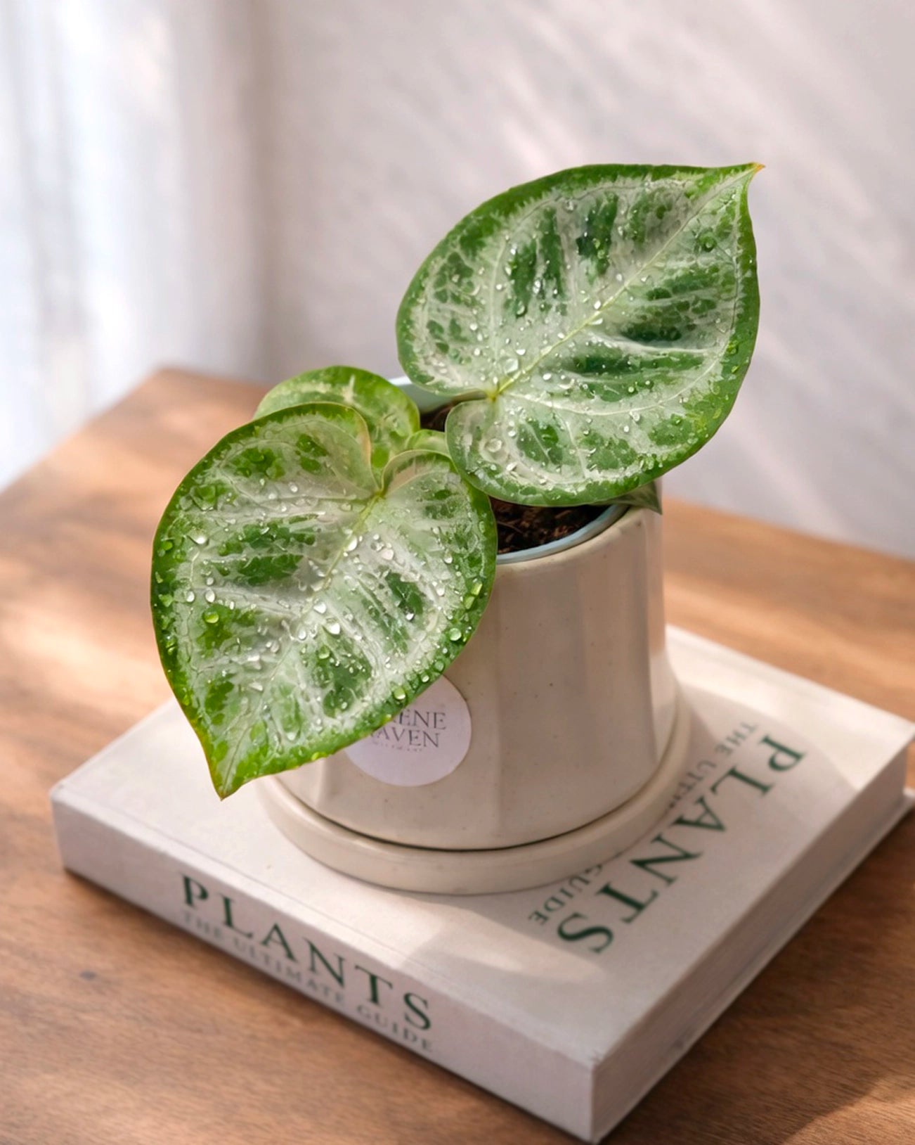 Philodendron Silver｜銀葉心葉蔓綠絨