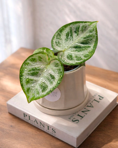 Philodendron Silver｜銀葉心葉蔓綠絨