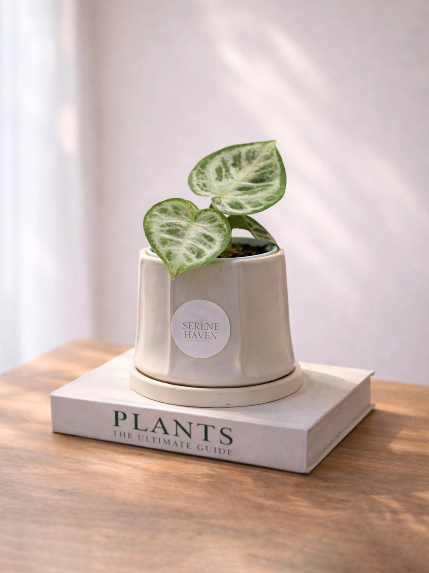 Philodendron Silver｜銀葉心葉蔓綠絨