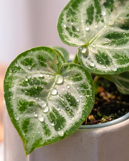 Philodendron Silver｜銀葉心葉蔓綠絨