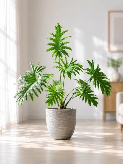 Philodendron bipinnatifidum | 龍鱗春羽