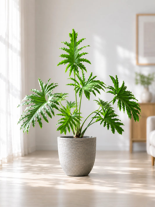 Philodendron bipinnatifidum | 龍鱗春羽