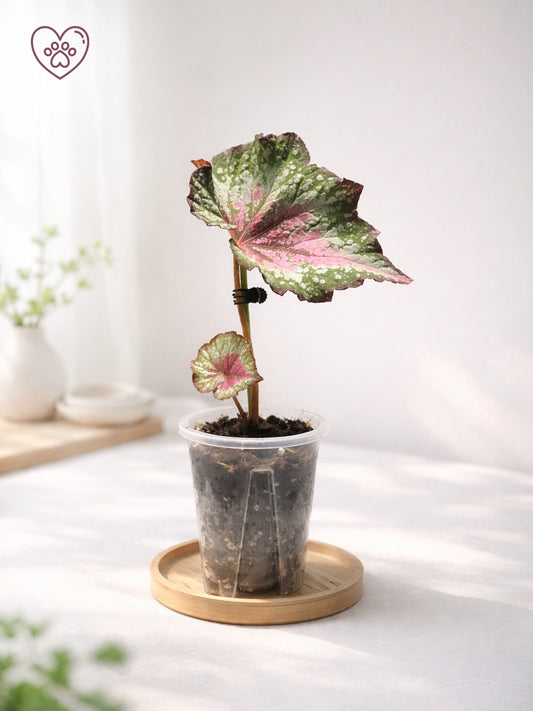 Pink-veined Foliage Type｜粉脈秋海棠