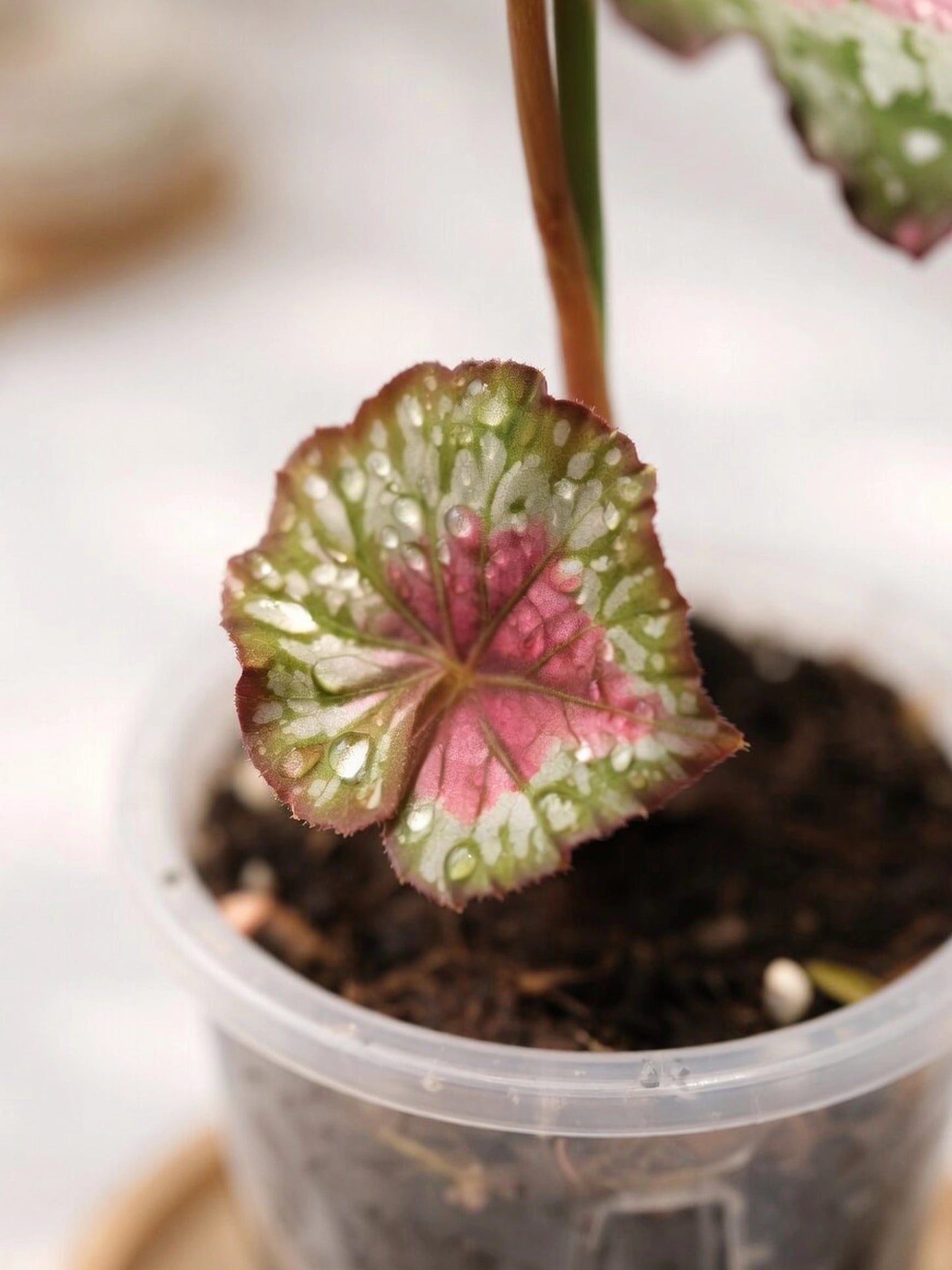 Pink-veined Foliage Type｜粉脈秋海棠