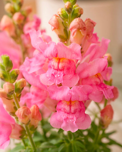 Snapdragon | 金魚草