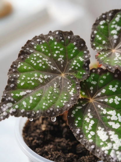 Pink Frost Rex Begonia｜粉霜王秋海棠