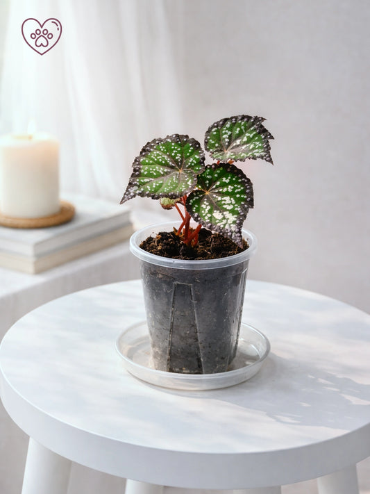 Pink Frost Rex Begonia｜粉霜王秋海棠