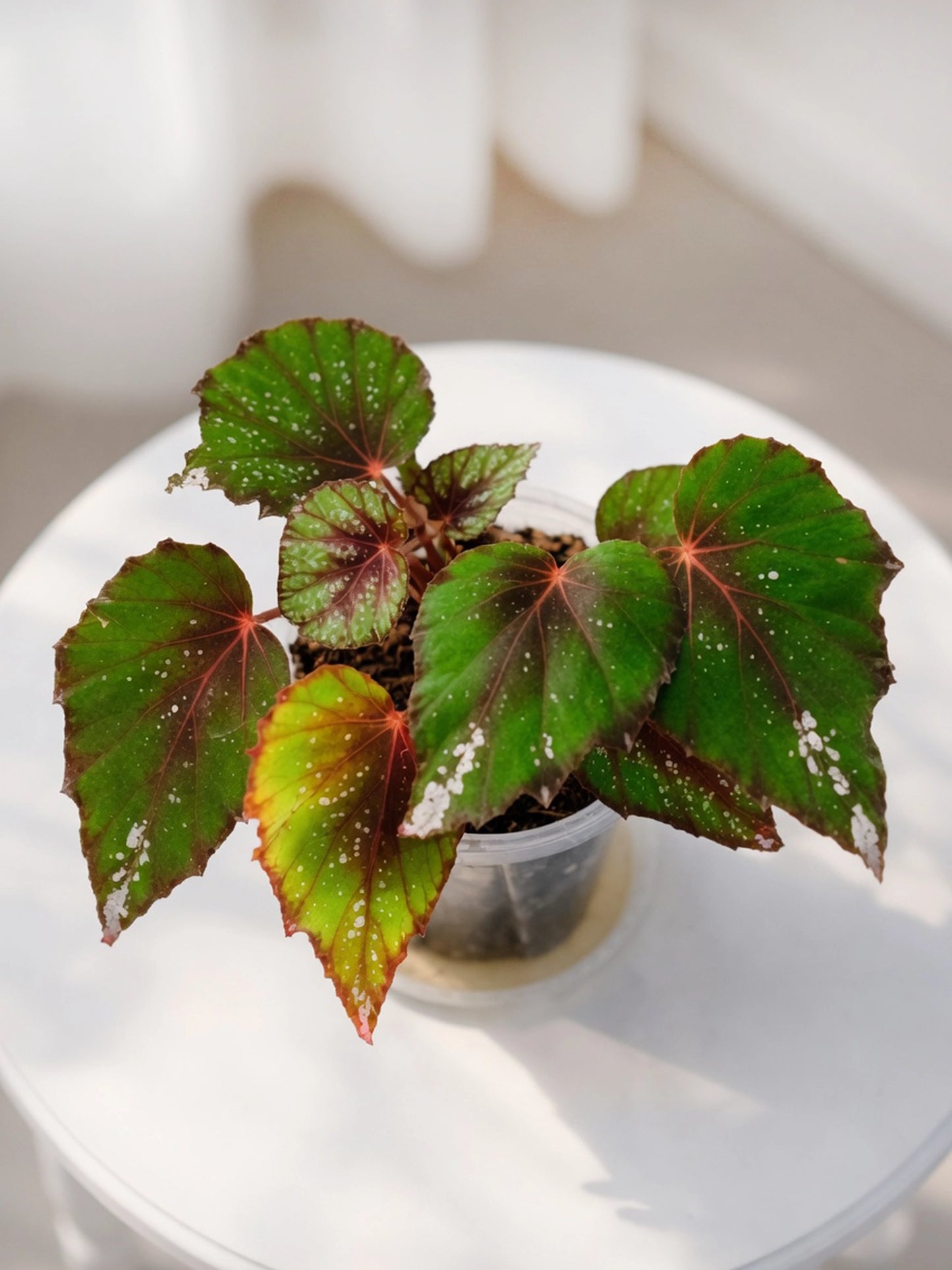 Pink Marble Rex Begonia｜粉大理石王秋海棠