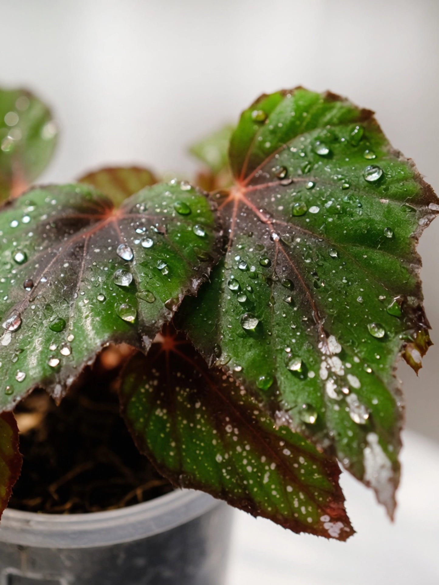 Pink Marble Rex Begonia｜粉大理石王秋海棠