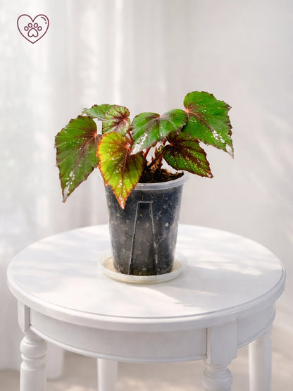 Pink Marble Rex Begonia｜粉大理石王秋海棠
